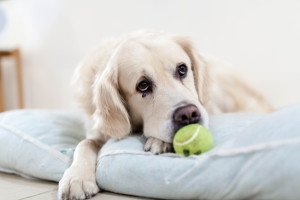 [Random Poem and Dog Photo]