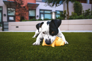 [Random Poem and Dog Photo]