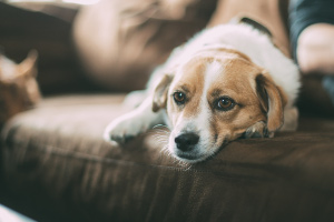 [Random Poem and Dog Photo]
