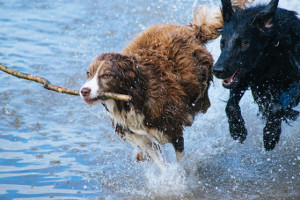 [Random Poem and Dog Photo]