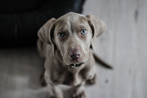 [Random Poem and Dog Photo]